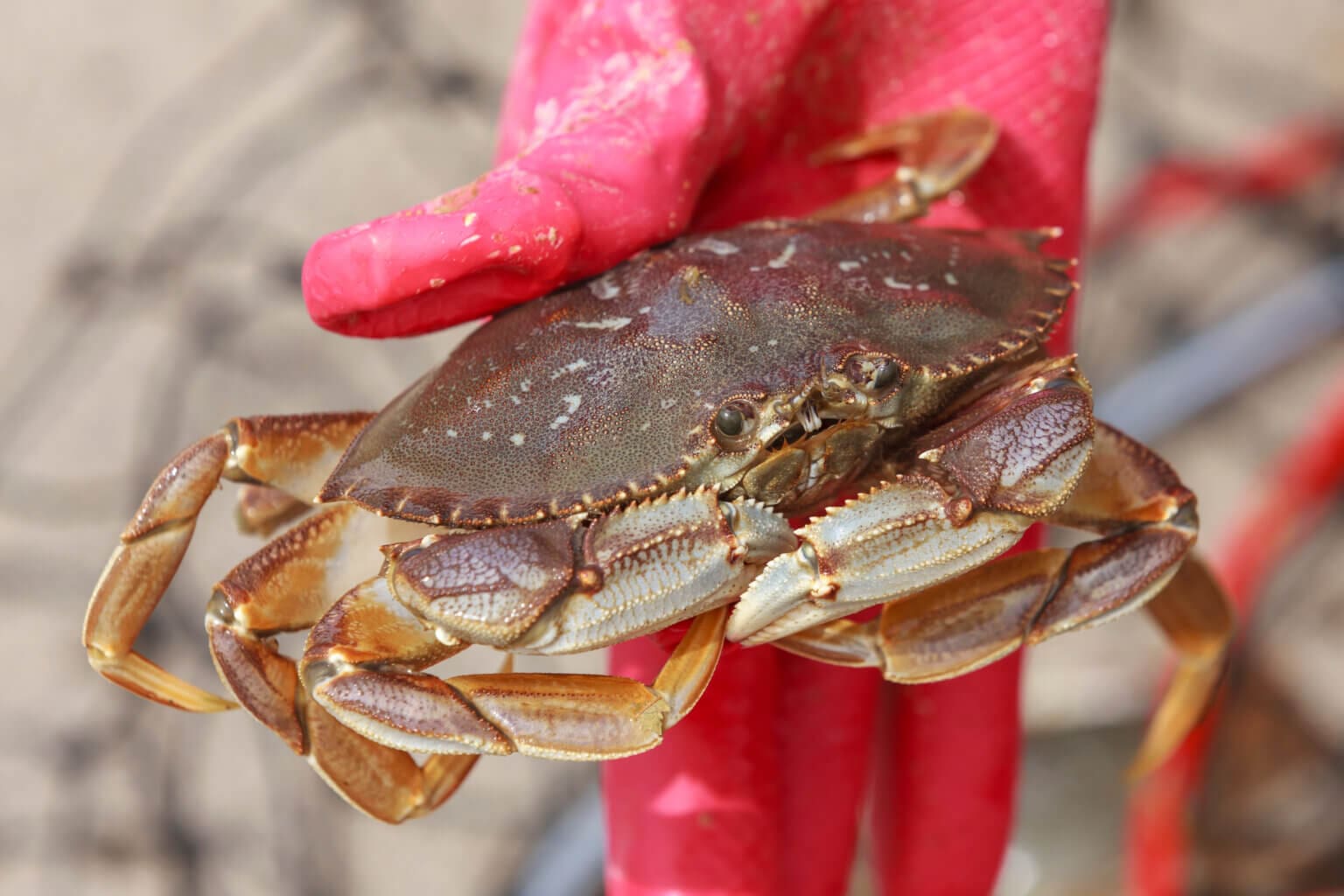 Crabbing Oregon Coast 2024 Silva Faustine