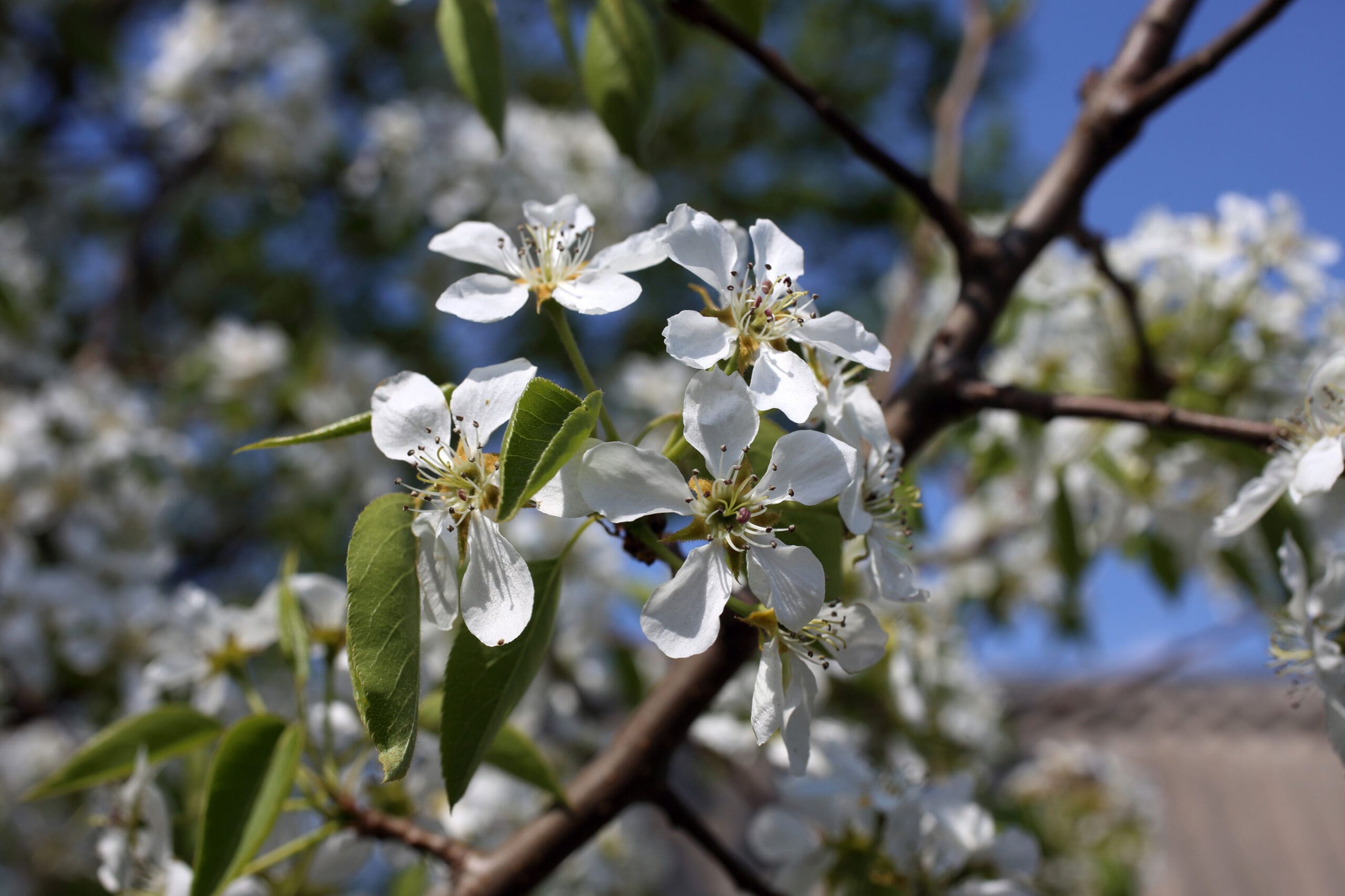 Will You Attend the 2024 Pear Blossom Festival? The Resort at Eagle Point